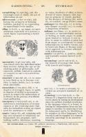 The Etymologist Rises